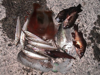 釣果