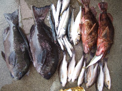 釣果