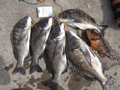 釣果（－１）
