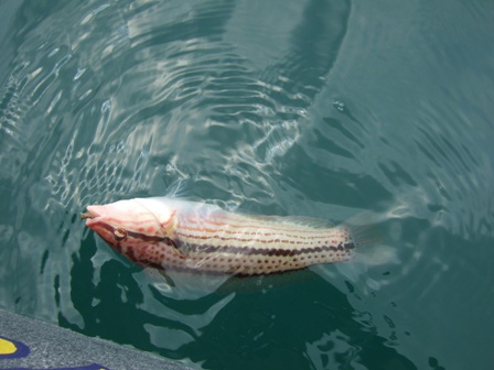 久々に釣ったキュウセン