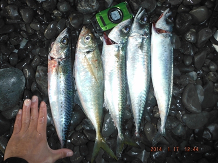 釣果