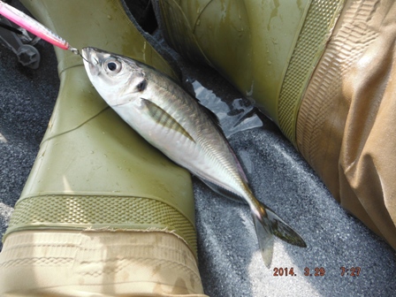 釣果