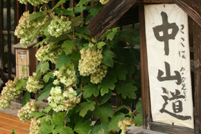 IMG_3667-1.png